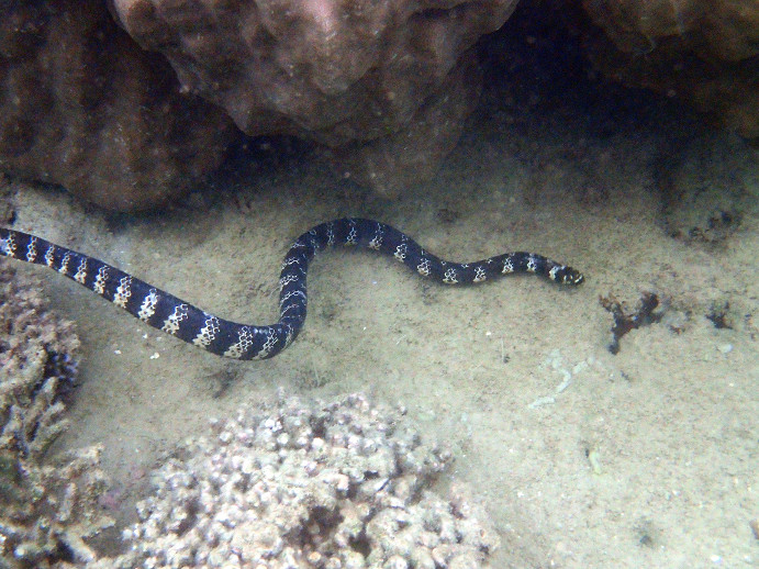 Emydocephalus annulatus - Nouvelle-Calédonie, Nouméa, Baie des Citrons