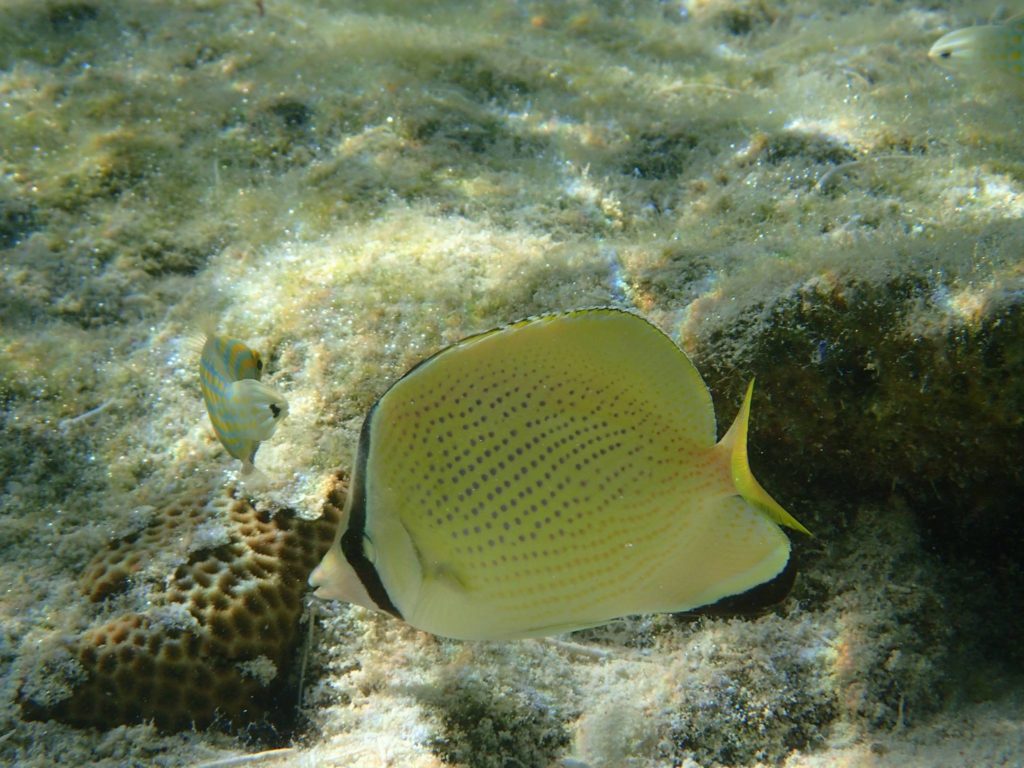 Chaetodon citrinellus - Nouvelle-Calédonie, Île des Pins, Piscine naturelle d'Oro