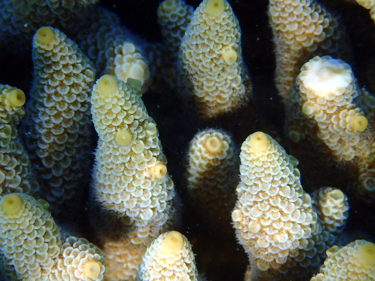 Acropora millepora - Nouvelle-Calédonie, Nouméa, Baie des Citrons