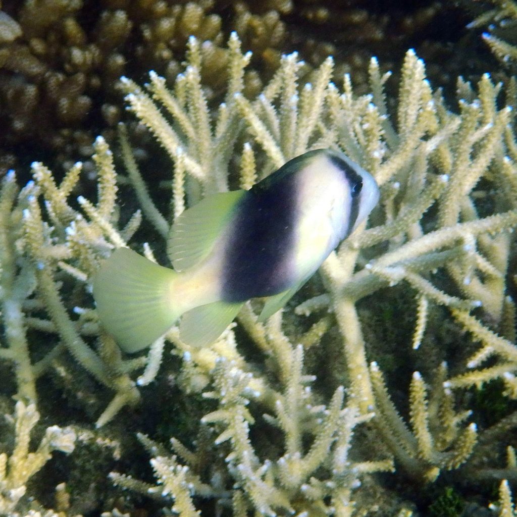 Diploprion bifasciatum - Nouvelle-Calédonie, Nouméa, Baie des Citrons