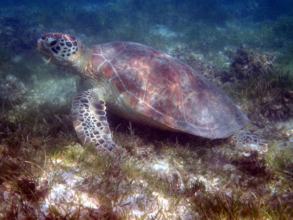 Chelonia mydas (tortue verte) - Nouvelle-Calédonie, Îlot Maître
