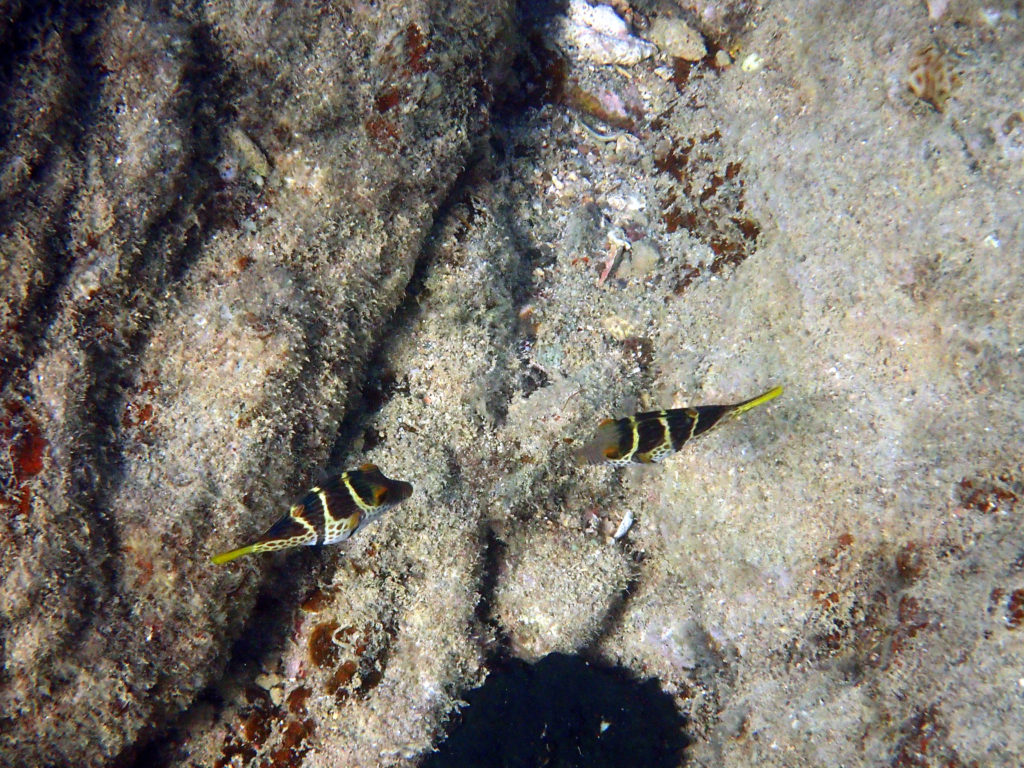 Canthigaster valentini - Nouvelle-Calédonie, Nouméa, Baie des Citrons