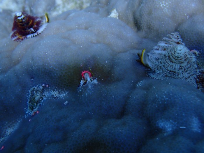 Spirobranchus corniculatus