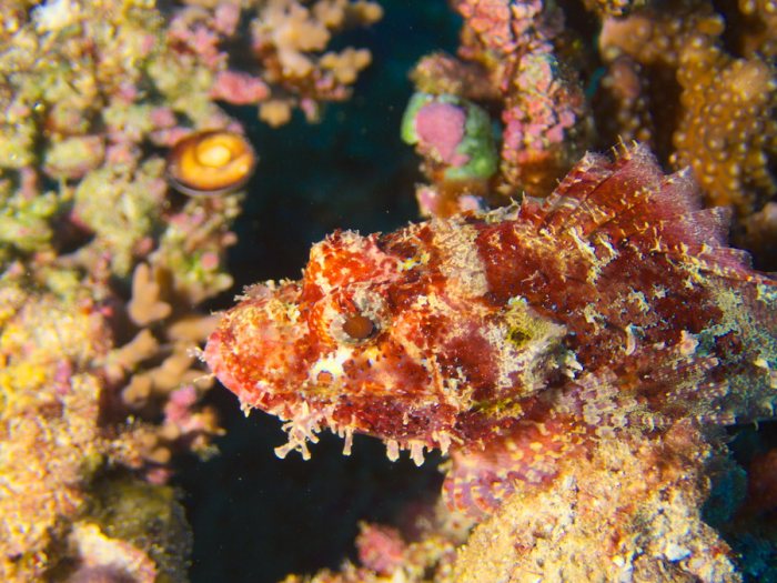Scorpaenopsis possi