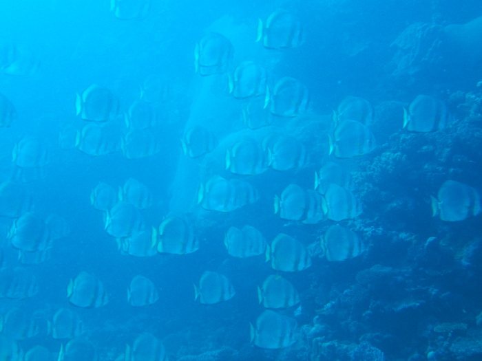 Platax teira