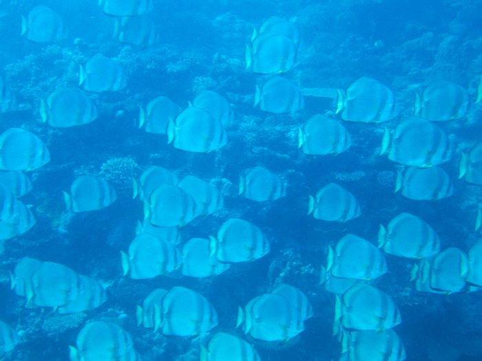 Platax teira