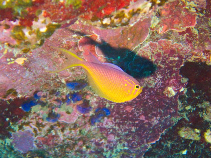 Pseudanthias pascalus