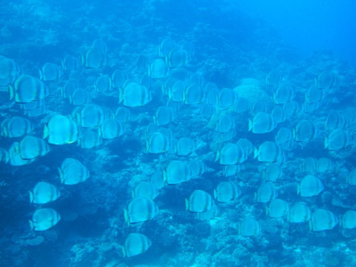 Platax teira