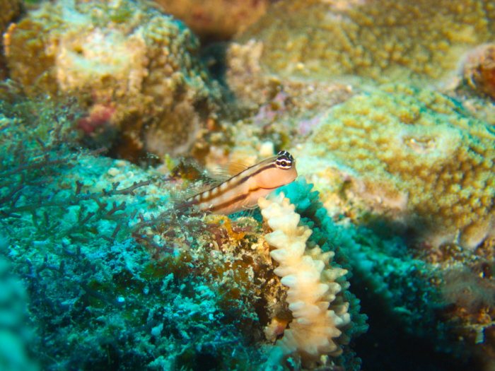Ecsenius yaeyamaensis