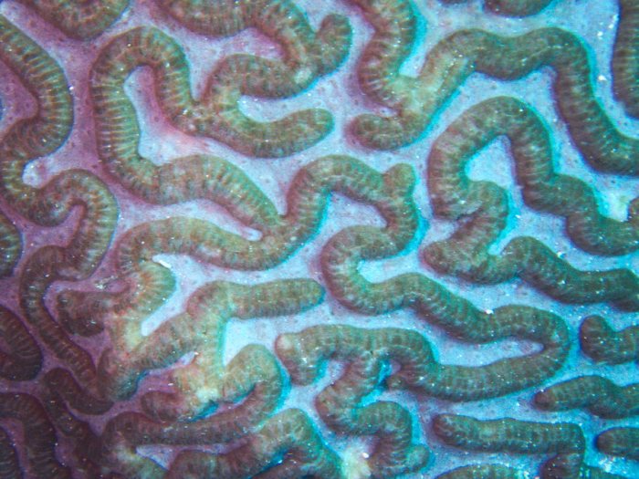 Corail dur