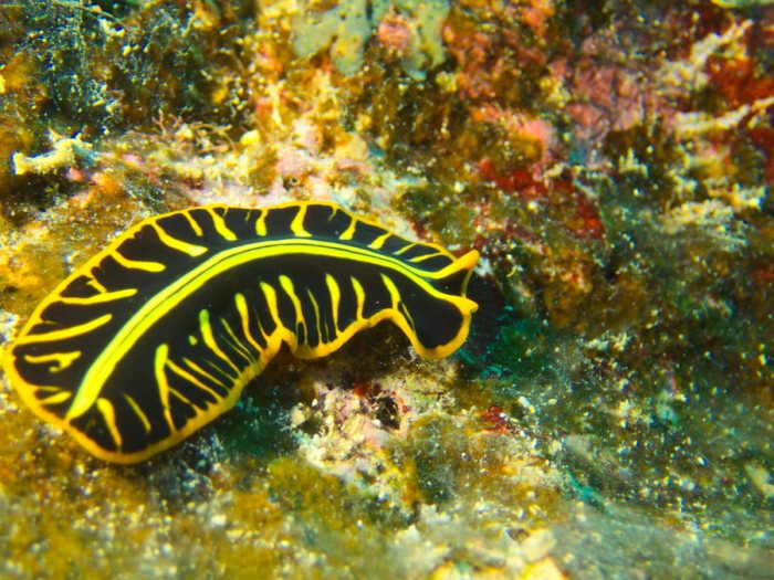 Pseudoceros cf. dimidiatus