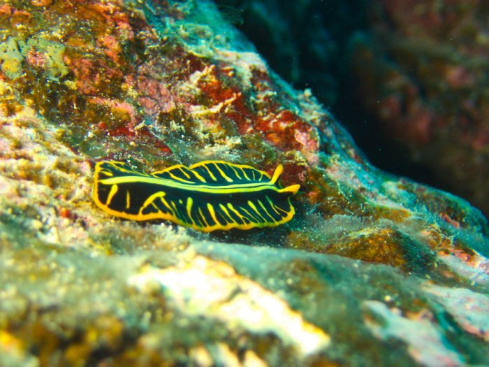 Pseudoceros cf. dimidiatus