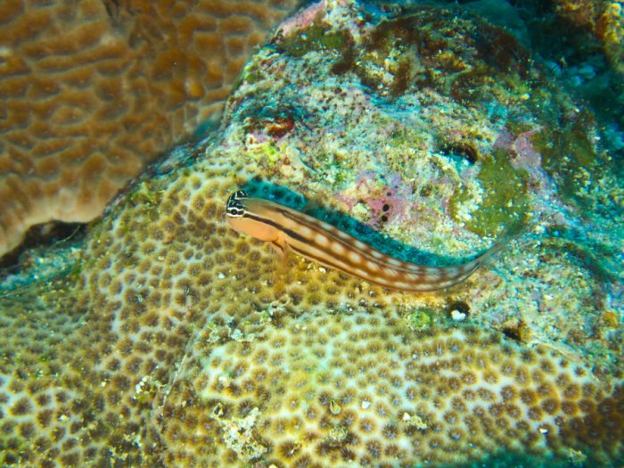Ecsenius yaeyamaensis