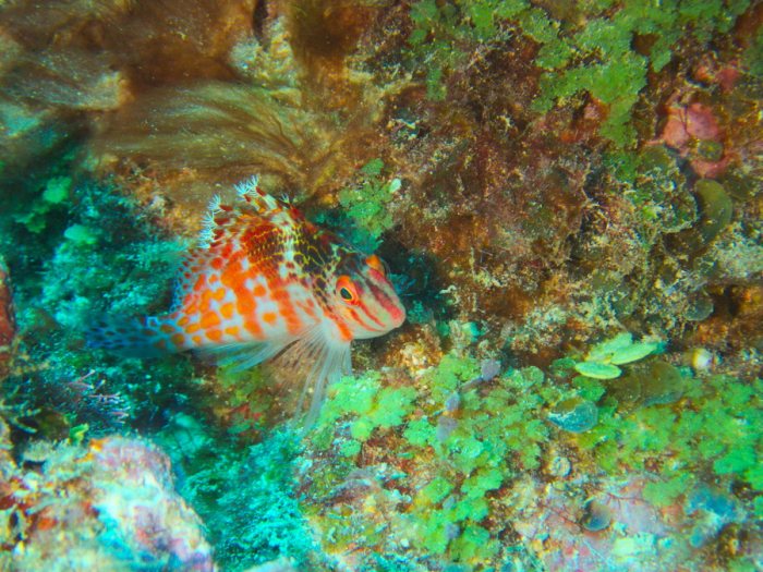 Cirrhitichthys falco