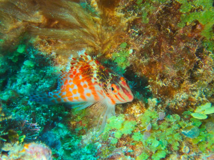 Cirrhitichthys falco
