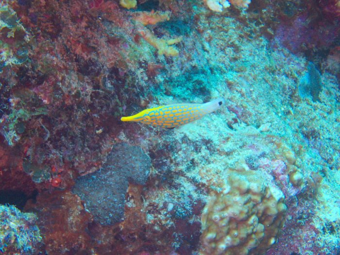 Oxymonacanthus longirostris