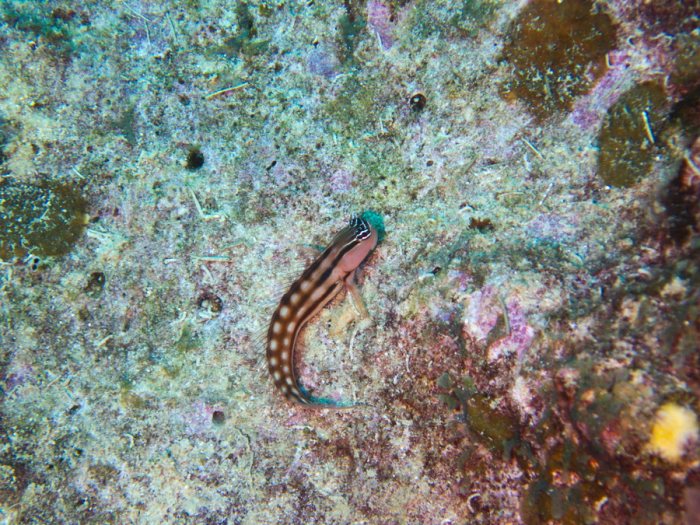 Ecsenius yaeyamaensis