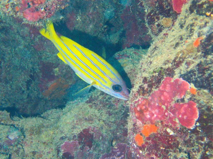 Lutjanus kasmira