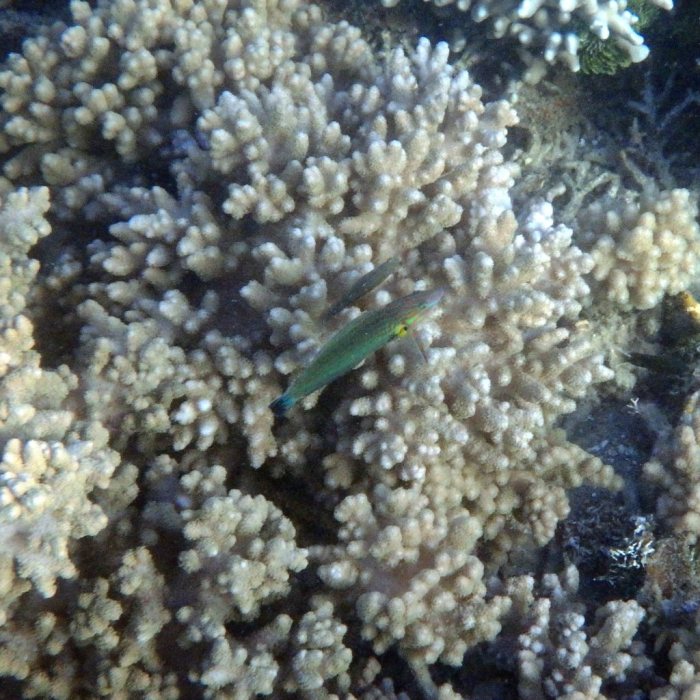 Halichoeres melanurus