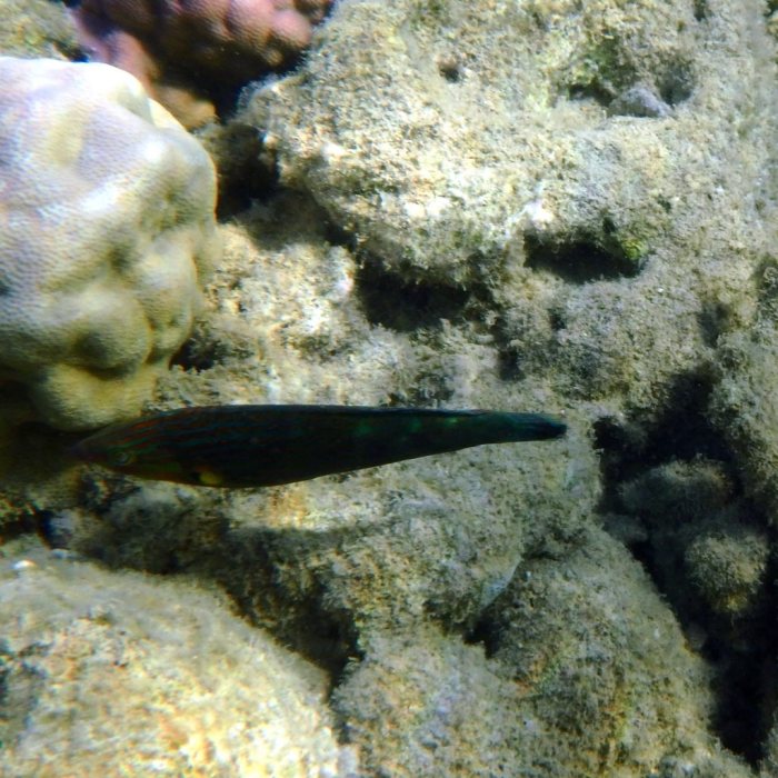 Halichoeres melanurus