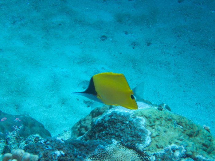 Forcipiger flavissimus