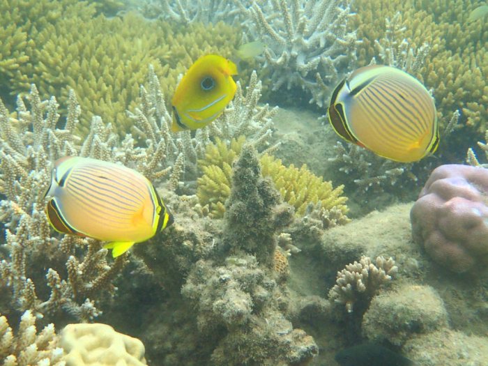 Chaetodon bennetti