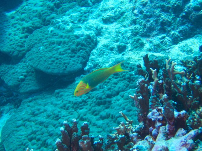 Thalassoma lutescens