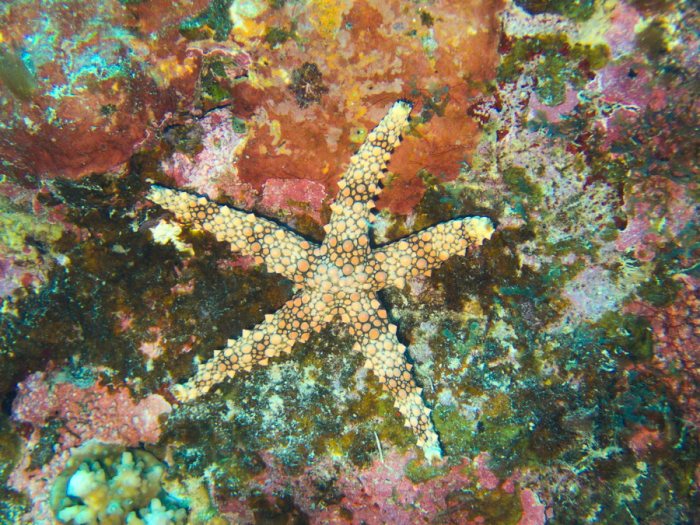 Gomophia egyptiaca