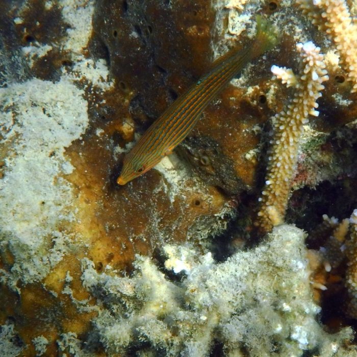 Halichoeres melanurus