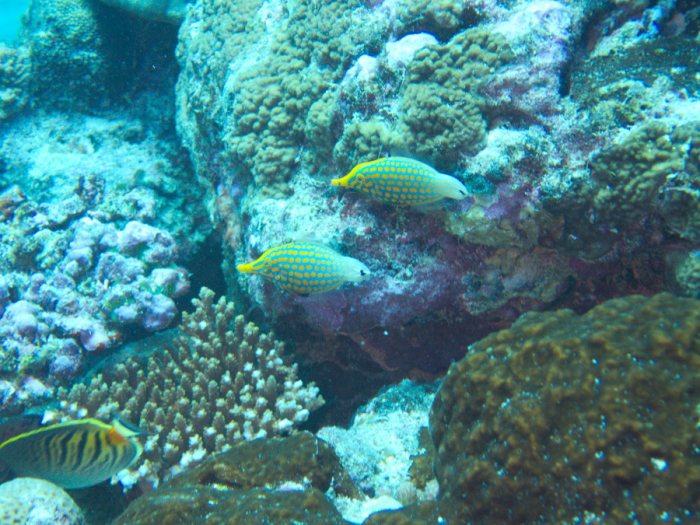 Oxymonacanthus longirostris