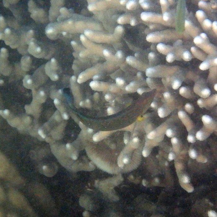 Halichoeres melanurus