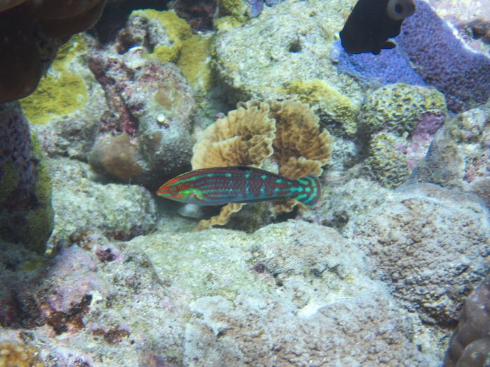 Halichoeres melanurus