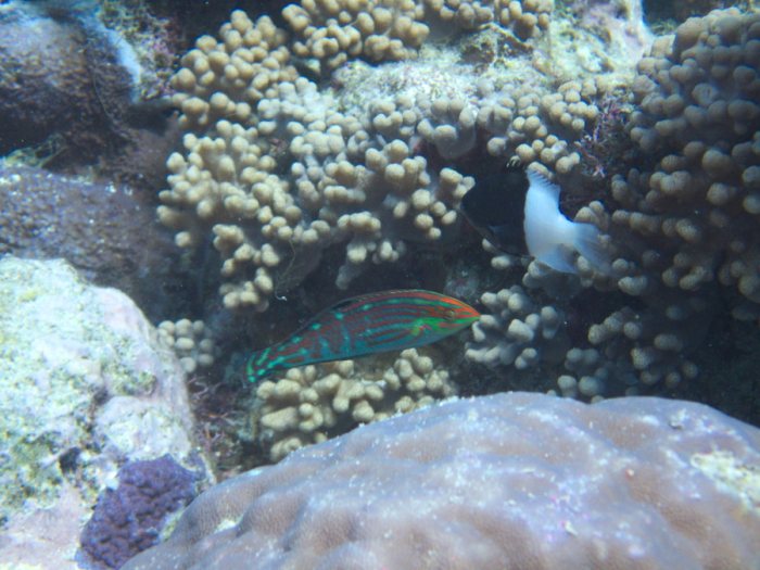 Halichoeres melanurus
