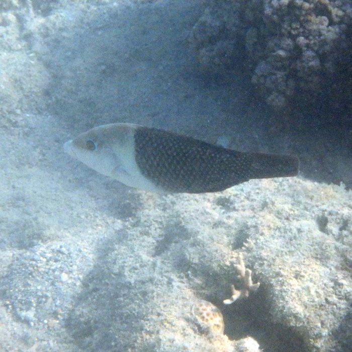 Hemigymnus melapterus