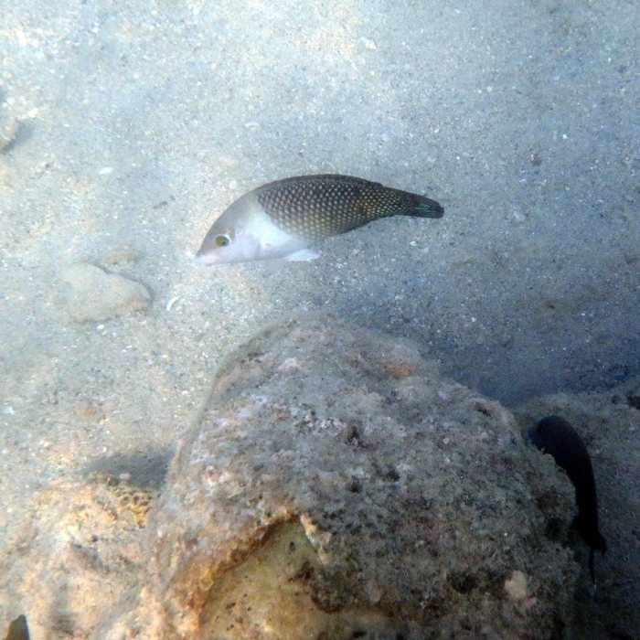 Hemigymnus melapterus