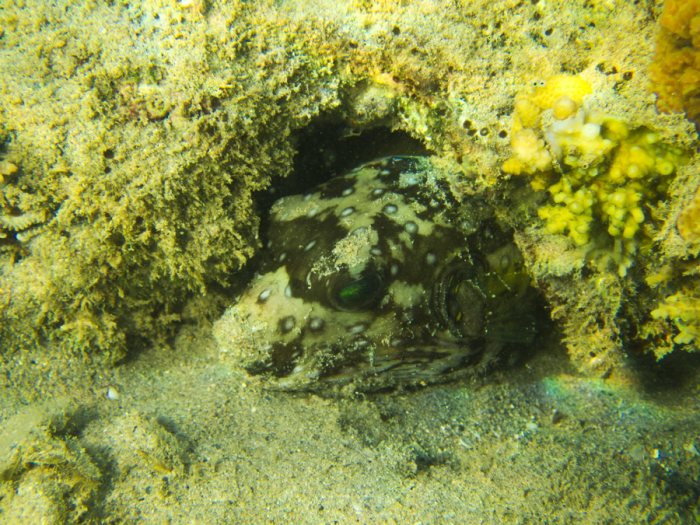 Arothron hispidus
