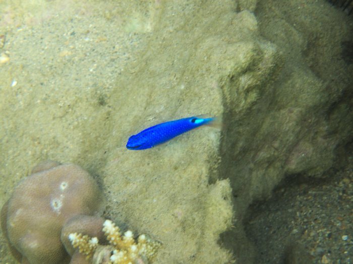 Pomacentrus coelestis