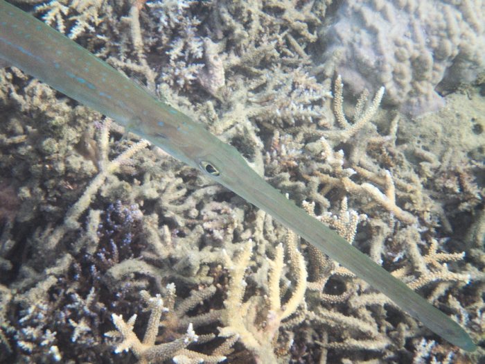 Fistularia commersonii