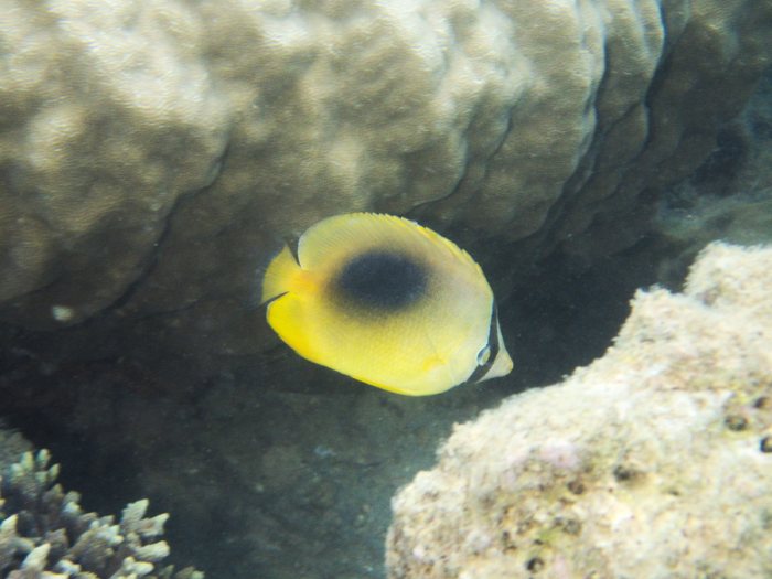 Chaetodon speculum