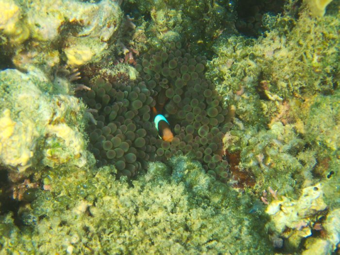Amphiprion melanopus