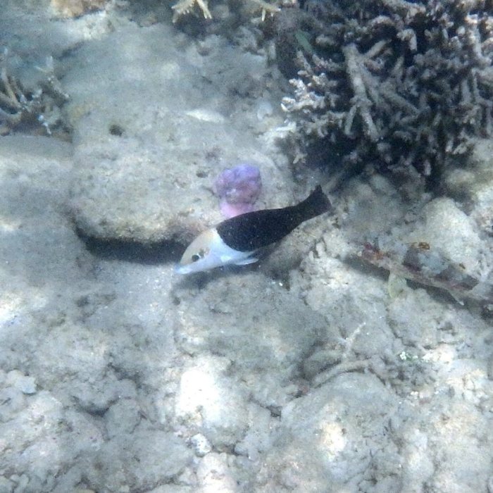 Hemigymnus melapterus