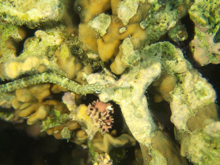 Corythoichthys haematopterus