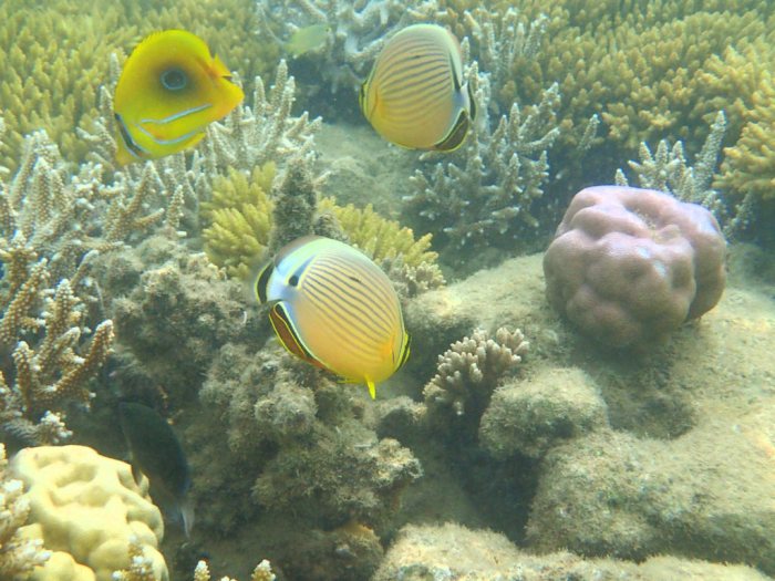 Chaetodon bennetti