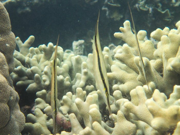 Aeoliscus strigatus