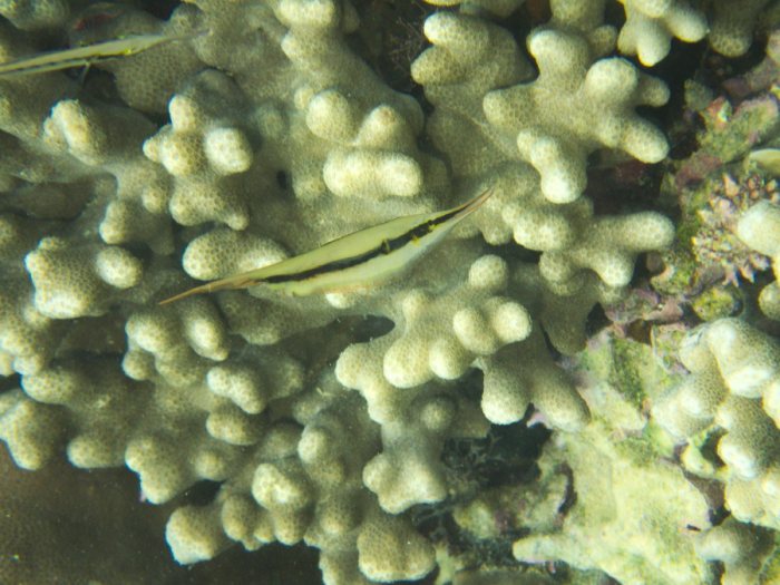 Aeoliscus strigatus