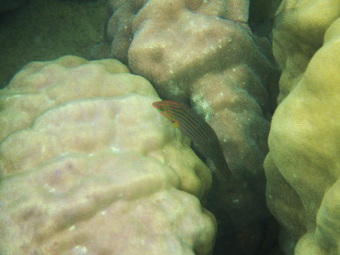 Halichoeres melanurus
