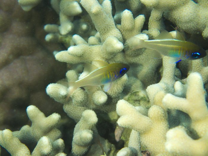 Zoramia leptacanthus