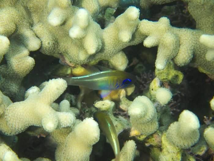 Zoramia leptacanthus