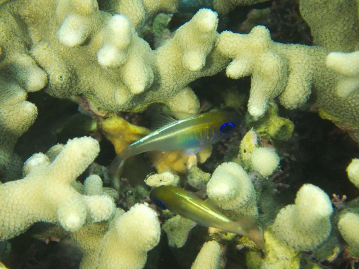 Zoramia leptacanthus