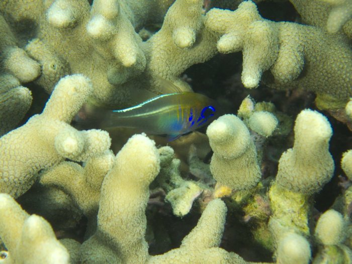 Zoramia leptacanthus